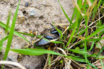 spring May beetle creeps along the sand to the grass