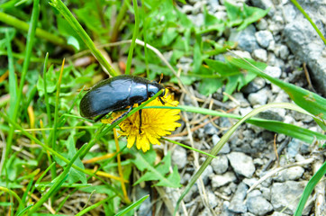 spring May beetle creeps along the sand to the grass
