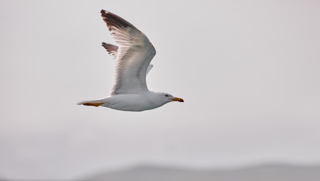The white seagull soars flying against the background of the blue sky, clouds and mountains. Seagull is flying right