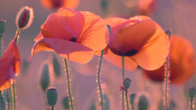 Poppy flowers at sunset. Backlight. Blurred background