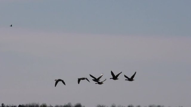 Wild geese fly over the forest. Seasonal Migration of a flock of birds.