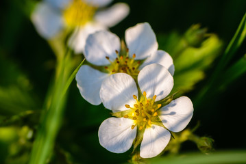 Few buds of blooming strawberries