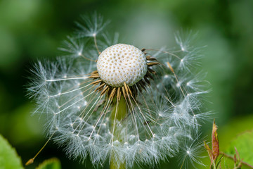 Faded dandelion flower with lost seeds