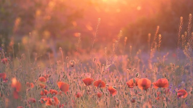 Poppies flowers field at sunset 