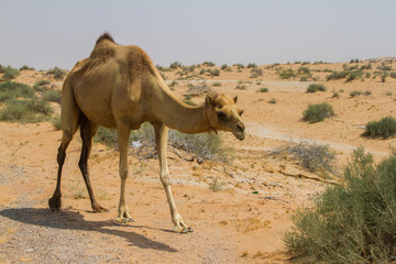 Camel eating in the roadside, ras al khaima, uae