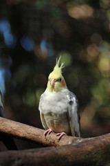 Portrait of a Perched Cockatiel 