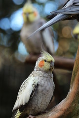 Cockatiel Bird