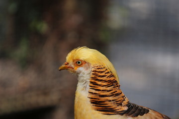Portrait of a Golden Pheasant 