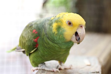 Yellow-headed amazon / parrot  © LifeGemz