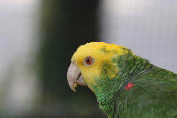Profile Portrait of a Yellow-headed Amazon / Parrot 
