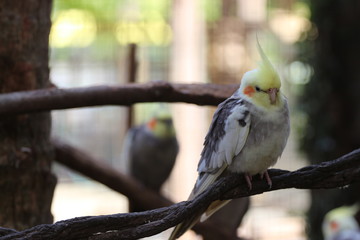 Cockatiel Bird