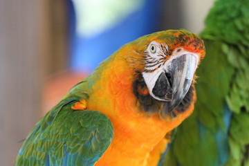 Portrait of a Green and Gold Macaw Bird 