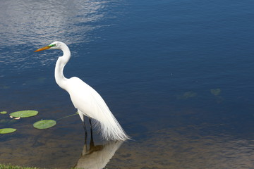 Great White Egret in the Lake Water / Florida Wildlife 
