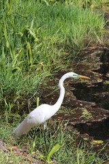 Great White Egret in the Swamp / Florida Wildlife 