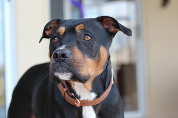 Portrait of a Rottweiler Dog 