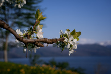 Blossom in Hardanger