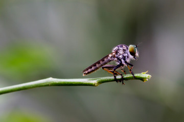 Closeup macro shot of a flying insect on a green stem