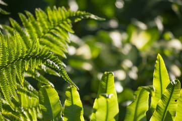 Leaves of different ferns closeup in sunset light