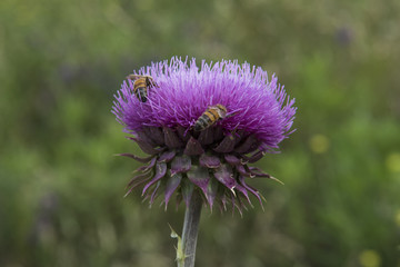 Bumblebee on a thistle, Patagonia