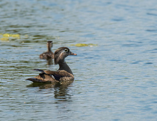 Female Wood Duck