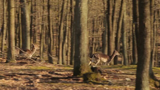 Deer running in the forest