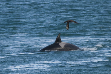 Fototapeta premium Orca attacking sea lions, Patagonia Argentina