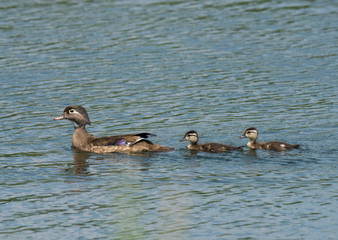 Female Wood Duck