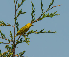 Yellow Warbler