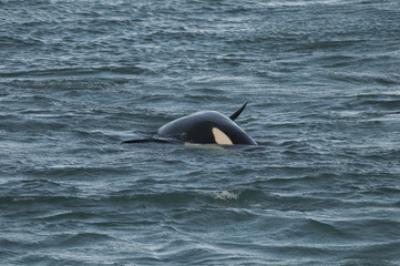 Fototapeta premium Orca attacking sea lions, Patagonia Argentina