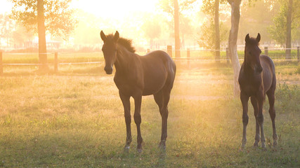 Cute young horse following a larger horse around the breathtaking sunlit pasture - obrazy, fototapety, plakaty