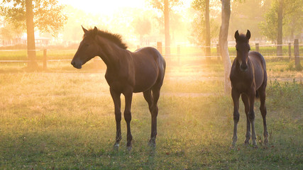 Large and young horses graze in a field on a breathtaking golden lit evening.