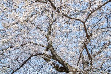 Japanese Sakura cherry blossom in spring season