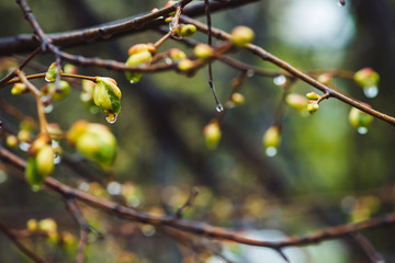 Beautiful linden branches with flowering buds close-up in rain spring time. Picturesque branches of tree in rain weather. Colorful background of buds of leaves of linden with rain drops.