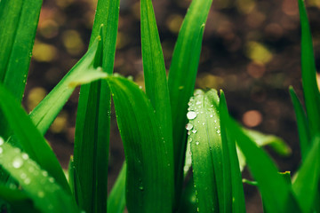 Beautiful vivid shiny green grass with dew drops close-up with copy space. Pure, pleasant, nice greenery with rain drops in sunlight in macro. Background from green textured plants in rain weather.