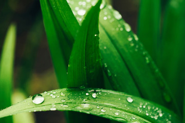 Beautiful vivid shiny green grass with dew drops close-up with copy space. Pure, pleasant, nice greenery with rain drops in sunlight in macro. Background from green textured plants in rain weather.