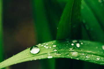 Beautiful vivid shiny green grass with dew drops close-up with copy space. Pure, pleasant, nice greenery with rain drops in sunlight in macro. Background from green textured plants in rain weather.