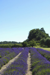 Fototapeta premium Blooming Field of Lavender