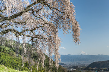 Shidare Sakura and Mountain Fuji at Yamanashi town. Shidara Sakura is Cherry blossom tree with drooping branches.