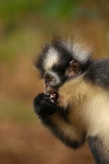 Fototapeta premium Thomas-Langur im Dschungel von Sumatra
