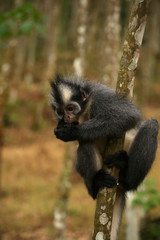Thomas-Langur im Dschungel von Sumatra