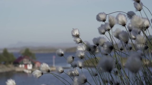 Cotton flowers in 100 fps