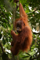 Orang-Utan auf Sumatra