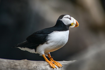 Puffin