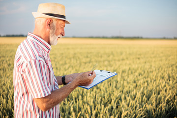 Senior farmer or agronomist examining wheat beads and filling out questionnaire while inspecting large organic farm. Healthy food production.