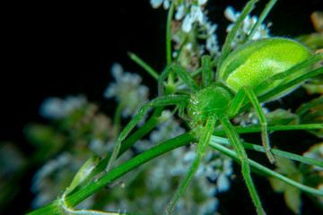 Green huntsman spider
