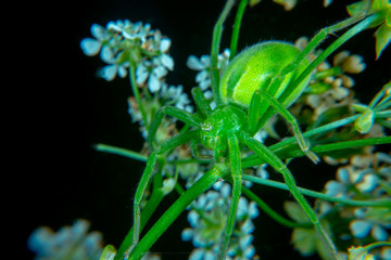  Green huntsman spider