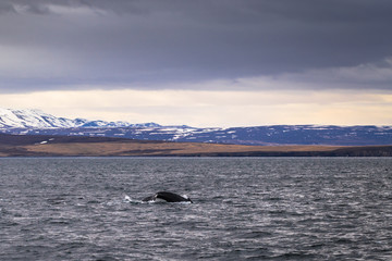 Husavik - May 07, 2018: Humpback whale in a whale-watching tour in Husavik, Iceland