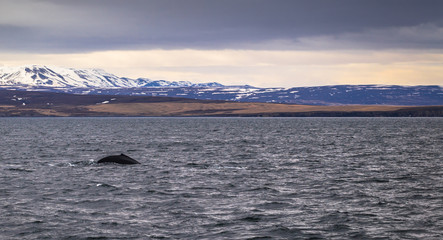 Husavik - May 07, 2018: Humpback whale in a whale-watching tour in Husavik, Iceland