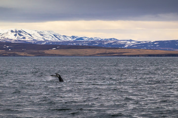 Obraz premium Husavik - May 07, 2018: Humpback whale in a whale-watching tour in Husavik, Iceland