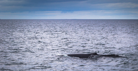 Obraz premium Husavik - May 07, 2018: Humpback whale in a whale-watching tour in Husavik, Iceland
